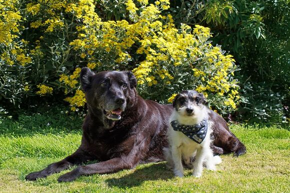 Luxury 2 Bed (Pet) - Sun Haven Holiday Park, Mawgan Porth, Nr Newquay