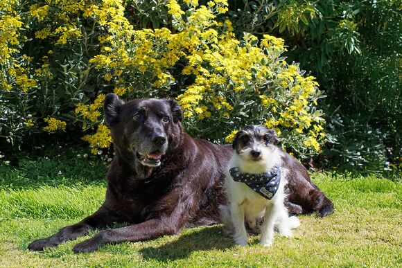 Standard 2 Bed (Pet) - Sun Haven Holiday Park, Mawgan Porth, Nr Newquay