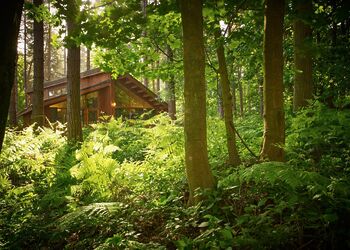 Golden Oak Hideaway - Sherwood Forest Lodges, Sherwood Forest, Nr Edwinstowe