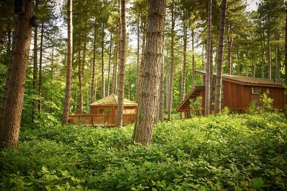 Golden Oak Treehouse (Pet) - Sherwood Forest Lodges, Sherwood Forest, Nr Edwinstowe
