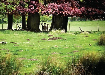 The Sherwood Hideaway Lodges, Perlethorpe, Newark-on-Trent