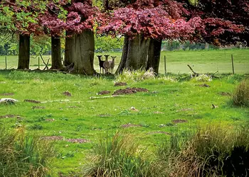 The Sherwood Hideaway Lodges, Perlethorpe, Newark-on-Trent