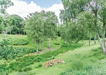 The park setting