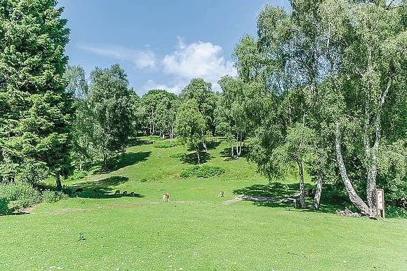 The park setting