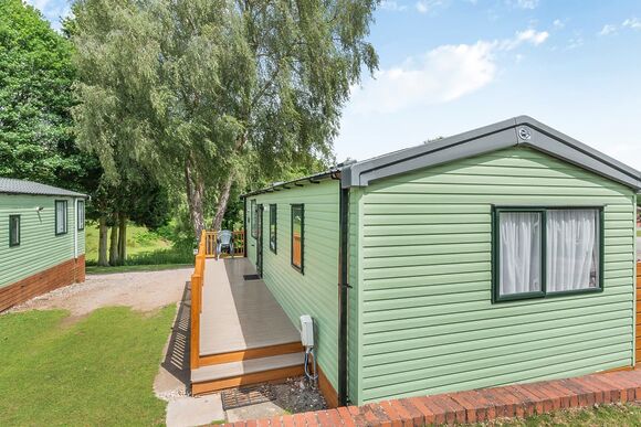 Elderberry - Silver Trees, Cannock Chase