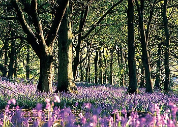 Old Spring Wood