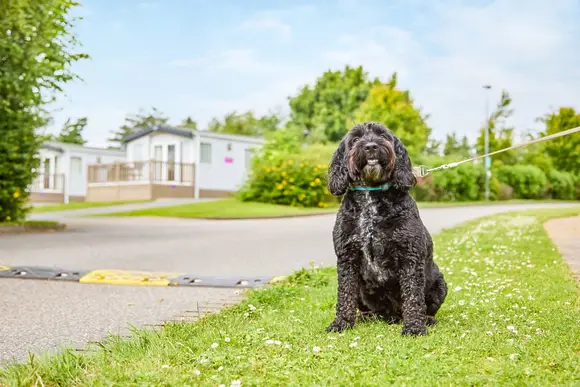Piran Meadows Resort, Newquay