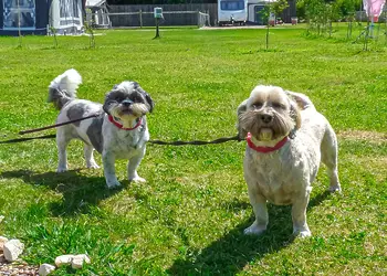Stream Valley Holiday Park, Penzance