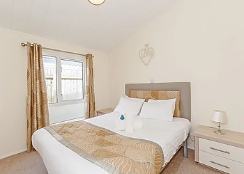 Typical Beech Tree Premier