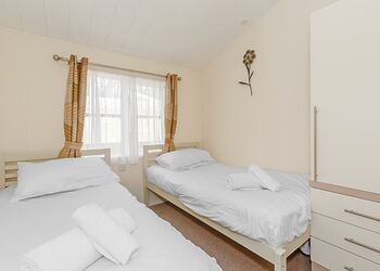 Typical Beech Tree Premier