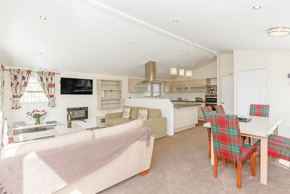 Typical Beech Tree Premier