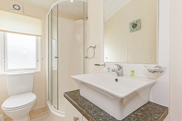 Typical Beech Tree Premier