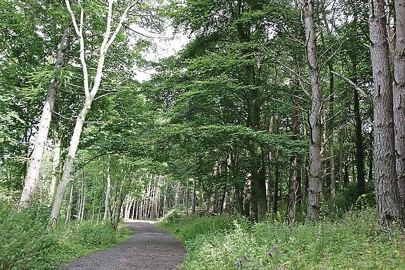 The park setting