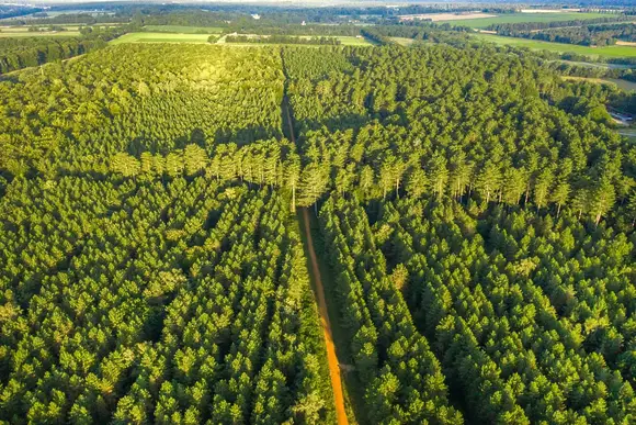 Thorpe Forest Lodges, Thetford Forest