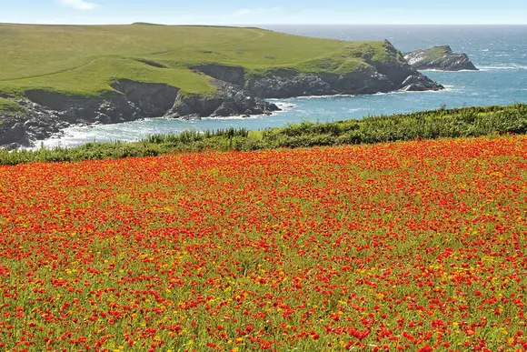 Trevornick Holiday Park