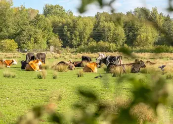 Cherry Bird Lodge Escape, Newbury