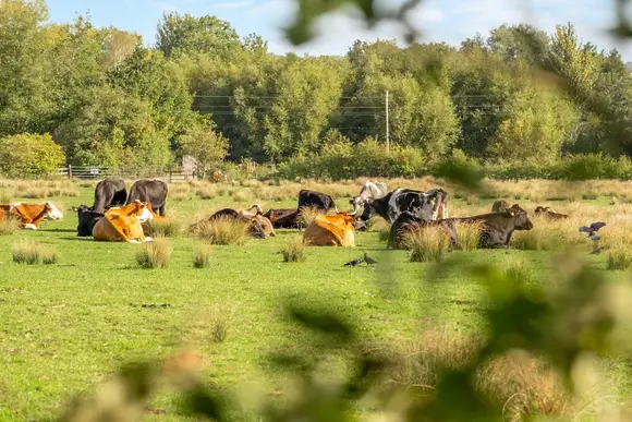 Cherry Bird Lodge Escape, Newbury