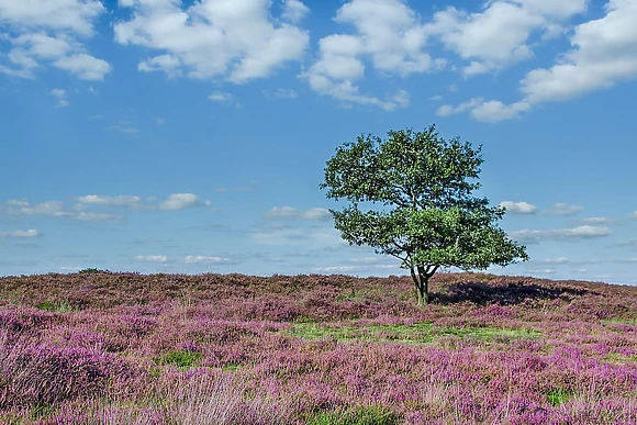 Thirlestane Woodland Lodges, Lauder