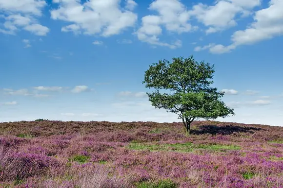 Thirlestane Woodland Lodges, Lauder