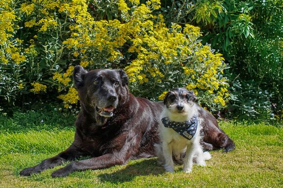 Standard 3 Bed (Pet) - Waxham Sands Holiday Park, Great Yarmouth