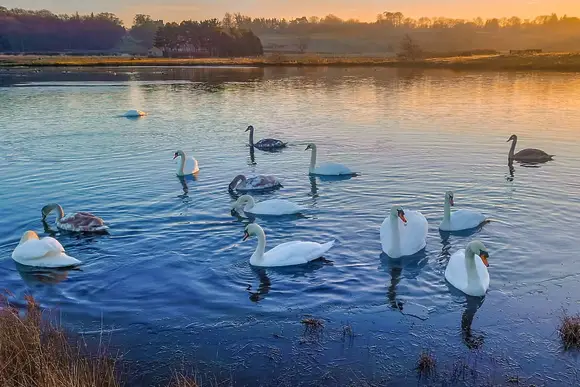 Witton Castle Country Park