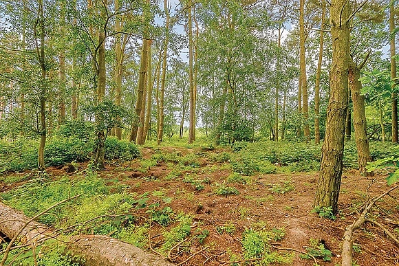 The park setting 