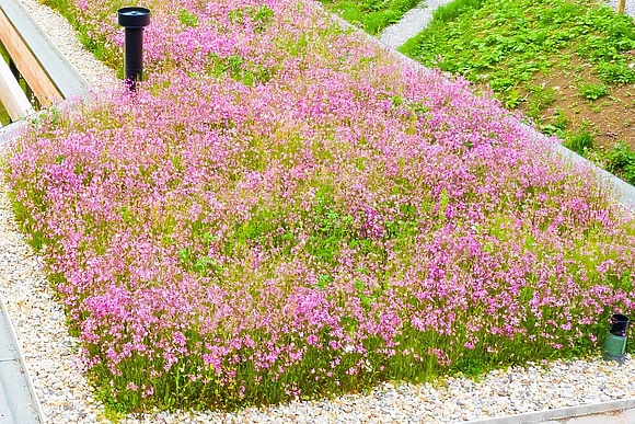 Whispering Waters, Otter