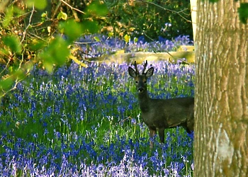 Oakfirth Woods