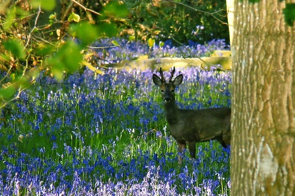 Wickham Green Farm Lodges