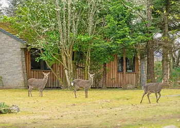 Wildside Highland Lodges at Loch Ness, Whitebridge, Nr Loch Ness
