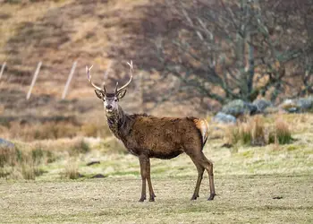 Wildside Highland Lodges at Loch Ness, Whitebridge, Nr Loch Ness