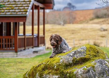 Dalwhinnie Lodges - Wildside Highland Lodges at Loch Ness, Whitebridge, Nr Loch Ness