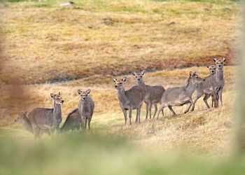 Dalwhinnie Lodges - Wildside Highland Lodges at Loch Ness, Whitebridge, Nr Loch Ness