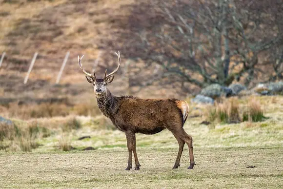 Wildside Highland Lodges at Loch Ness, Whitebridge, Nr Loch Ness