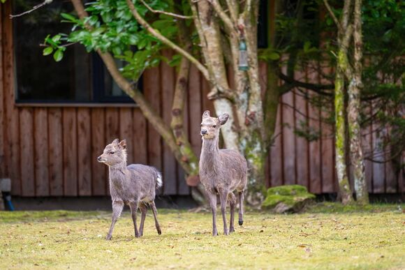 Tomatin Highland Lodges - Wildside Highland Lodges at Loch Ness, Whitebridge, Nr Loch Ness