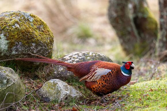 Wildcat Highland Retreat - Wildside Highland Lodges at Loch Ness, Whitebridge, Nr Loch Ness