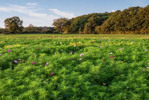 Woodland Park Lodges, Ellesmere