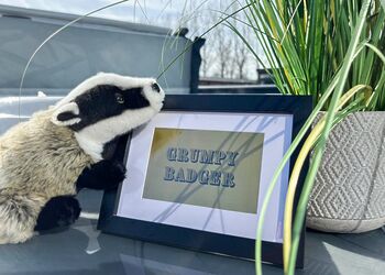 Grumpy Badger - Willow Pastures Country Park, Skirlaugh, Nr Hull
