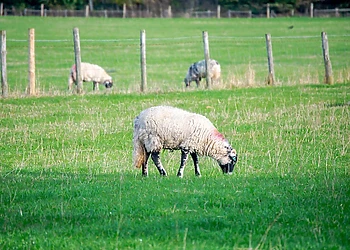 Cedar Retreats, West Tanfield, North Yorkshire