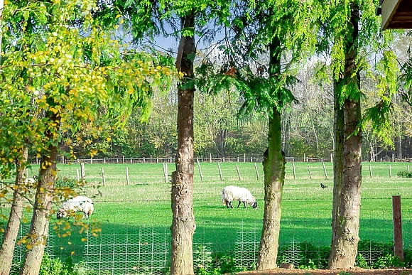 Cedar Retreats, West Tanfield, North Yorkshire
