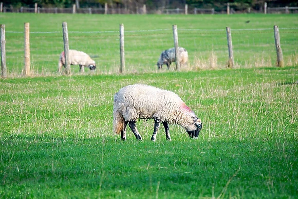 Cedar Retreats, West Tanfield, North Yorkshire