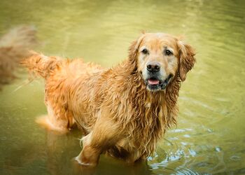 The PheasantHot Tub (Pet) - Yorkshire Spa Retreat, York