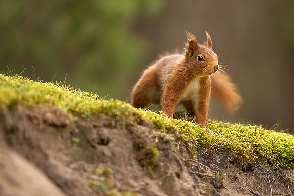 Melmerby Hall & Stag Cottage