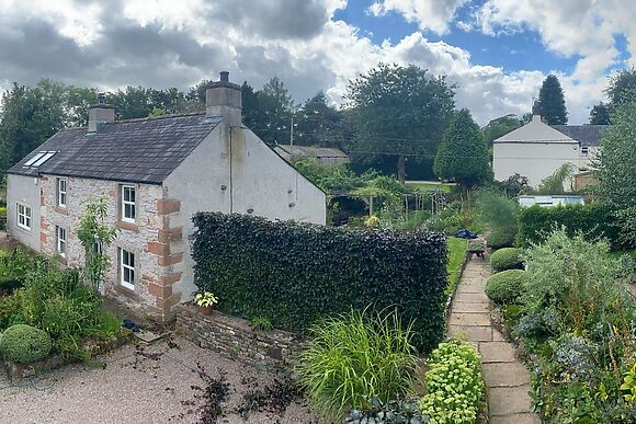 Yew Tree