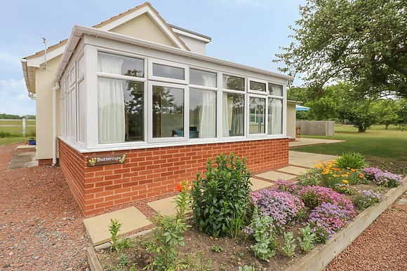 Buttercups at Midway