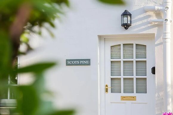 Scots Pine