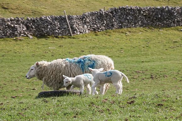 Shepherds Retreat