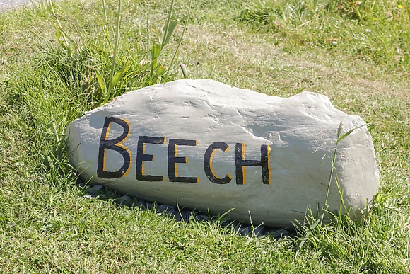 Beech