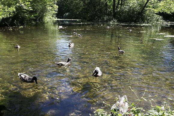 Puddleduck Cottage