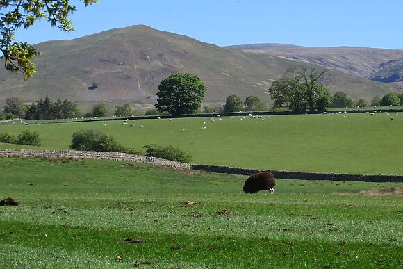 Shepherds View